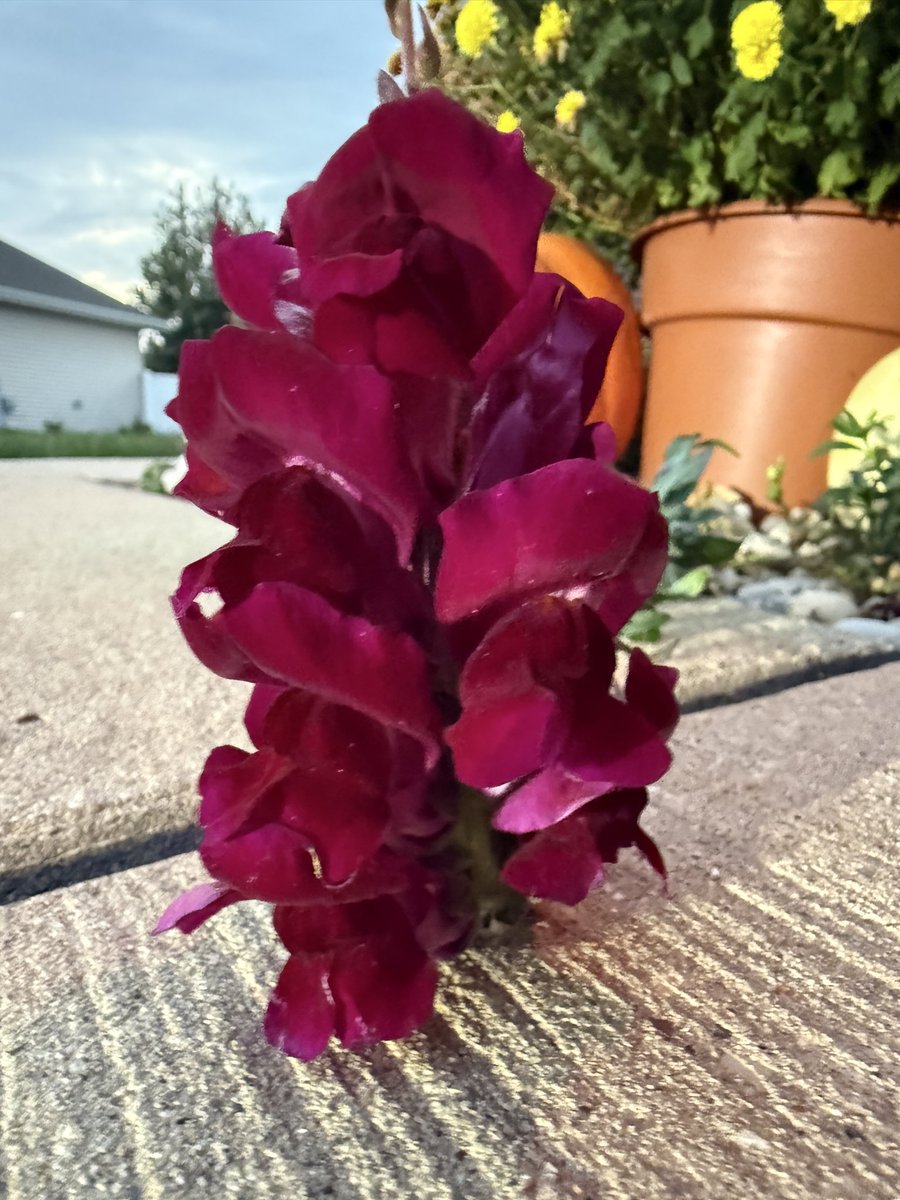 OneToad4u's tweet image. Gm Gm everyone. #OneToadPhotography