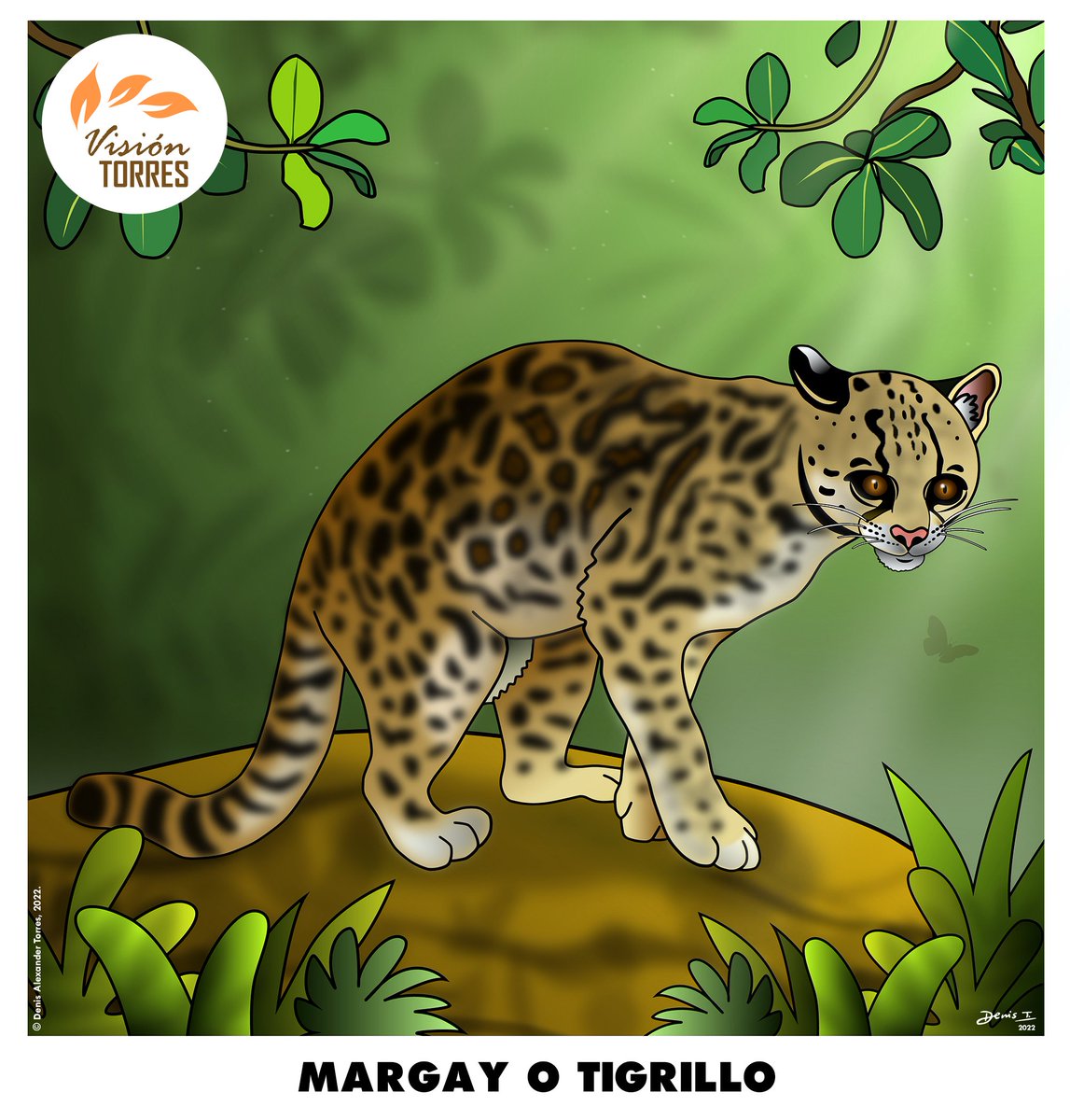 Hice esta ilustración del tigrillo o margay (Leopardus pardinoides) como parte de una comisión para un interesante proyecto de difusión ambiental en Venezuela. 

#visiontorres #ilustracion #faunadevenezuela #felino #margay #leopardus #venezuela