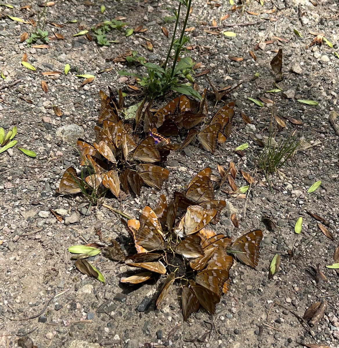 コムラサキいっぱい❤️