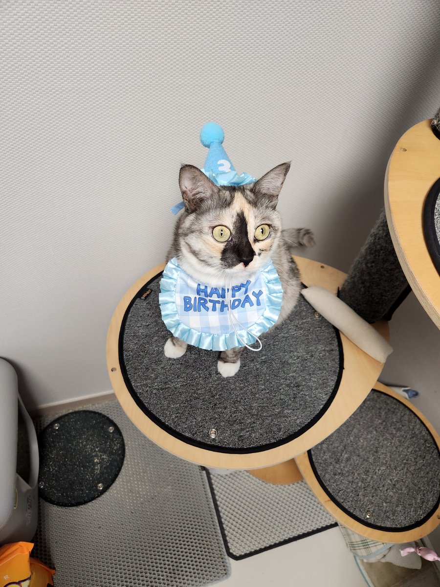 kkohipi's tweet photo. 주목🩵🩵🩵가루아가씨공주님의
!!!!!!3살¡¡¡¡¡¡
생일을 축하합니다
🩵🩵🩵😽😽😽😭😭😭😭 https://t.co/0sO2daRo5l