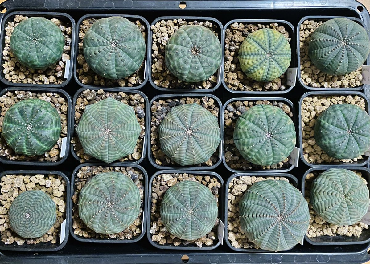 新月@多肉植物もっちーず tweet media