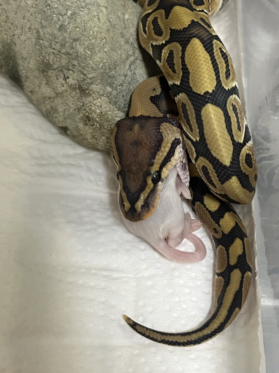 ZOyG8d7FKAYut2f's tweet image. 私はいつもお迎えの日にご飯を食べさせます

#ballpython
#ボールパイソン

@SWAGBaller0425

@LR63112026