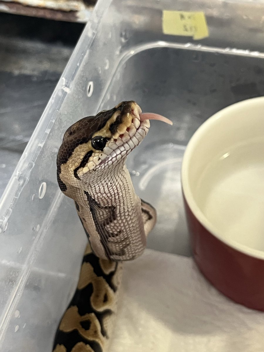 ZOyG8d7FKAYut2f's tweet image. 私はいつもお迎えの日にご飯を食べさせます

#ballpython
#ボールパイソン

@SWAGBaller0425

@LR63112026