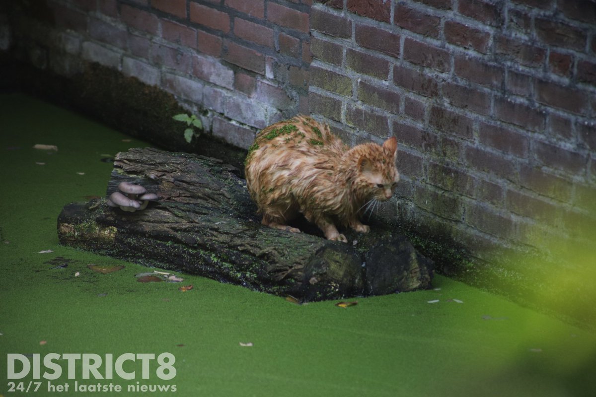 Kat te water op Puccinistraat in Den Haag