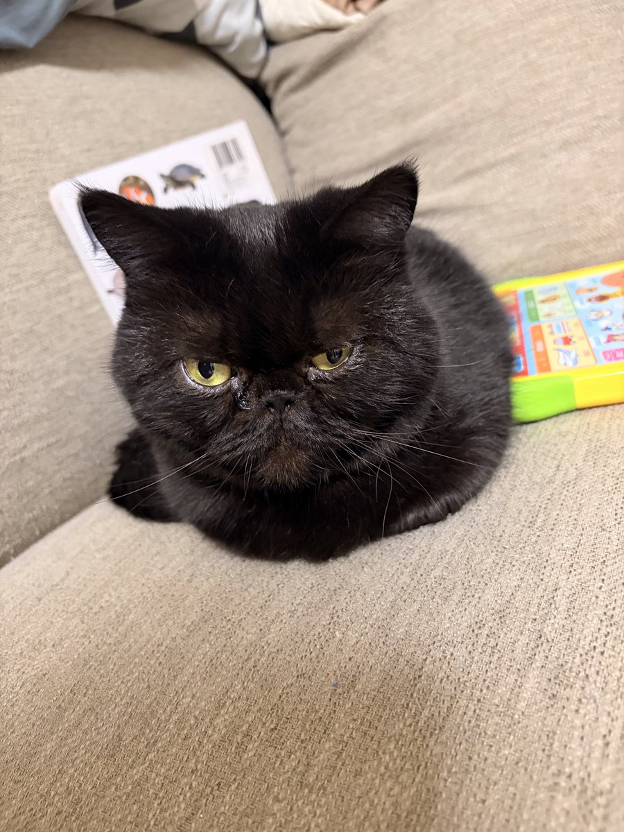 甘えん坊エキゾのうに (@uni2018223) / Posts / X