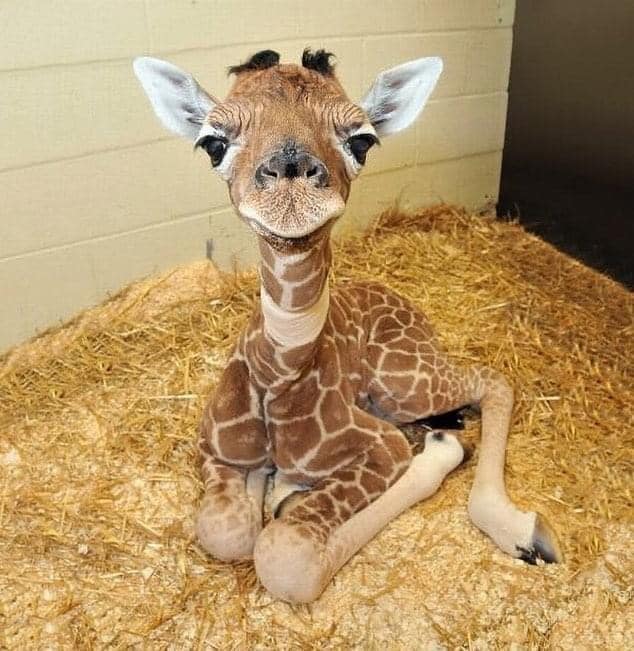 Notez à quel point ce bébé girafe est mignon sur une échelle de 1 à 10 😍