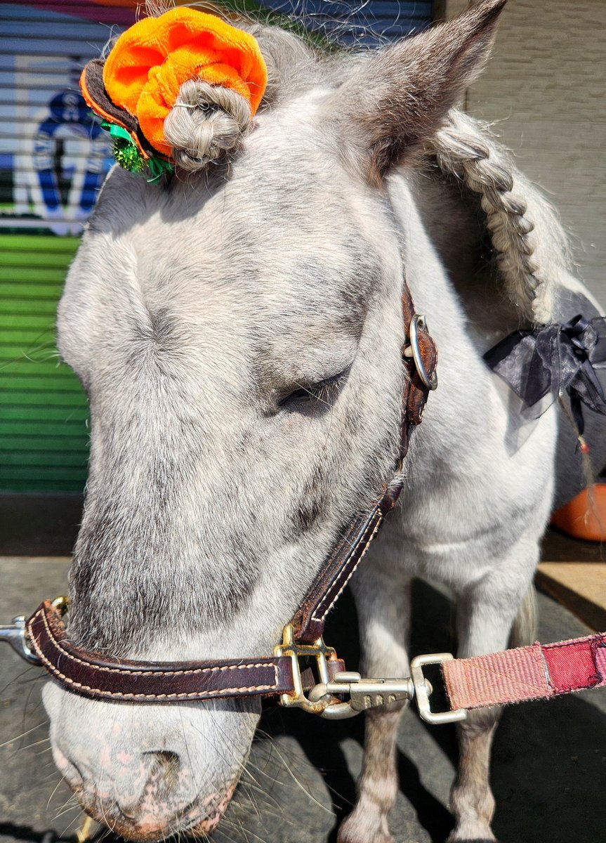 馬のポニー ⓜ on X