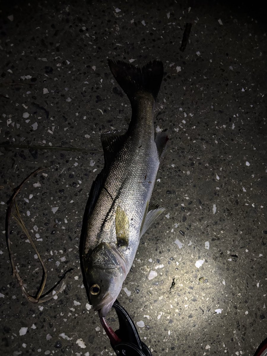 pyonpyonwt's tweet image. ミノーでイージーに釣れるのいいね。
チビ界隈にしては珍しく30弱