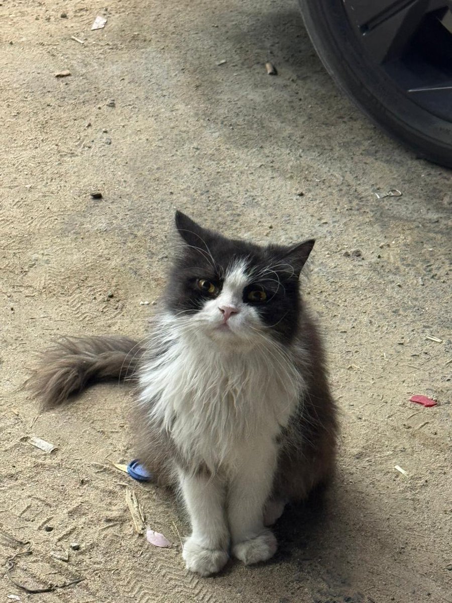 #انقاذ #قطط #جده
+966 53 317 2087
بالله ابيك تعرضين هذي البسه لها كم شهر بنفس هذا المكان الاقيها بجدة بالخمره القرينية يمكن احد يقدر يساعدها ويتبناها تجنن واضح انها كانت بسة بيت ولطيفه مره كل شوي تجي عندي