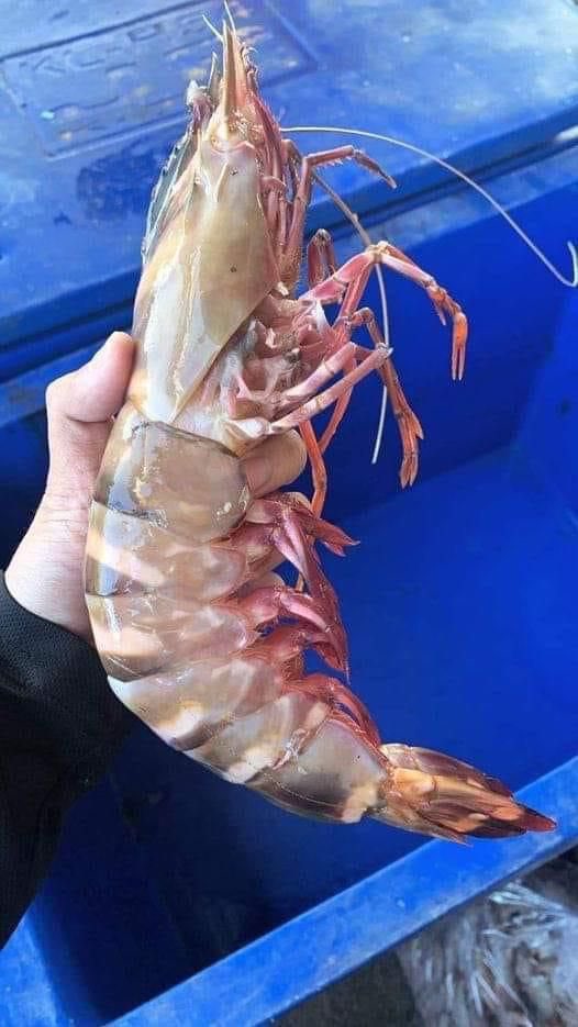 Sommige garnalen soorten kunnen wel 28cm lang worden. Ik lust ze al geeneens als ze 1mm zijn.

#nuttelozeweetjes