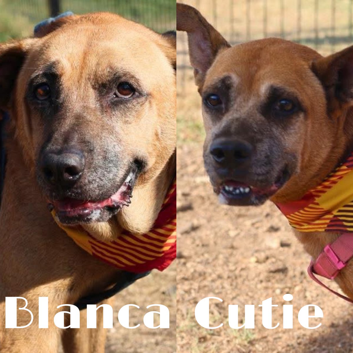 🆘 BONDED 9 YRS OLD #SENIORDOGS DIE TODAY 10.19 BY #SANANTONIO ACS #TEXAS‼️

BLANCA 🩷#A421095
CUTIE 💖#A418412

They display barrier reactive but I think they’re just scared. They are social dogs but are nervous.
#PledgeForRescue 🙏🏼

#Foster #AdoptDontShop 📧 👇🏼
