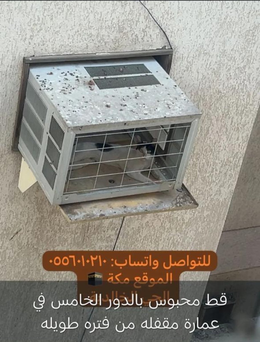 #انقاذ #قطط #مكه 
قط محبوس بمكة بحي الخالدية اللي بمكة تواصلو مع الرقم ضروري القط صارله ايام محبوس
