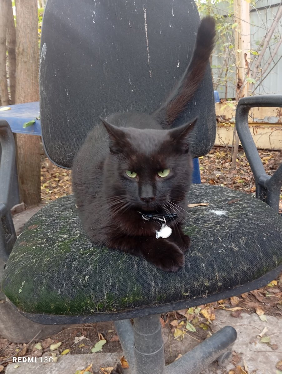 Вечір у Котомістечку.  Wish you were here!
Київ, Зоологічна 2. 0675837989.