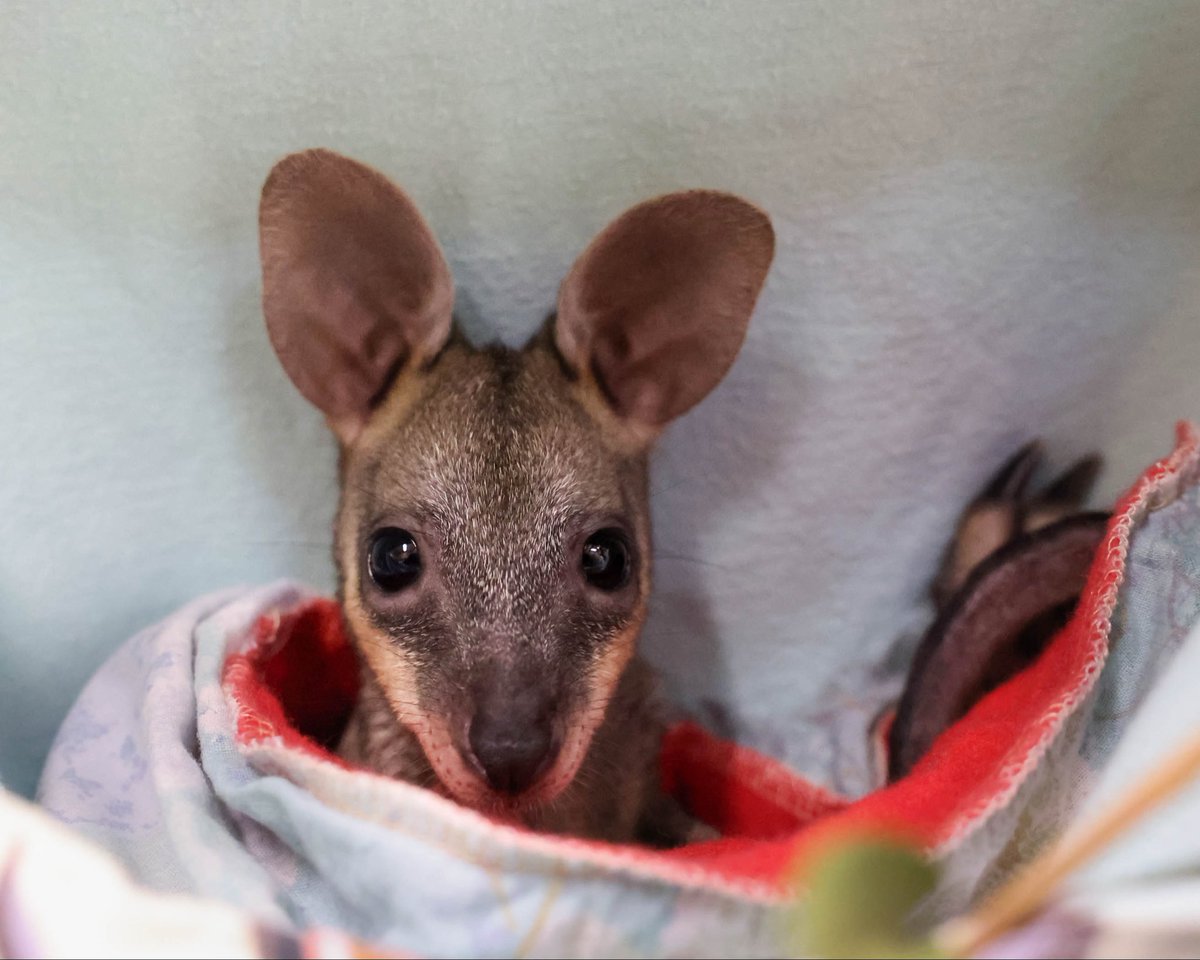 Meet Lulu! 💛 

This sweet swamp wallaby joey came into the Australia Zoo Wildlife Hospital after her mother was sadly hit by a car. Orphaned and vulnerable, Lulu is now in expert hands. Being kept warm, fed, and comforted as she grows strong enough to return to the wild one day.