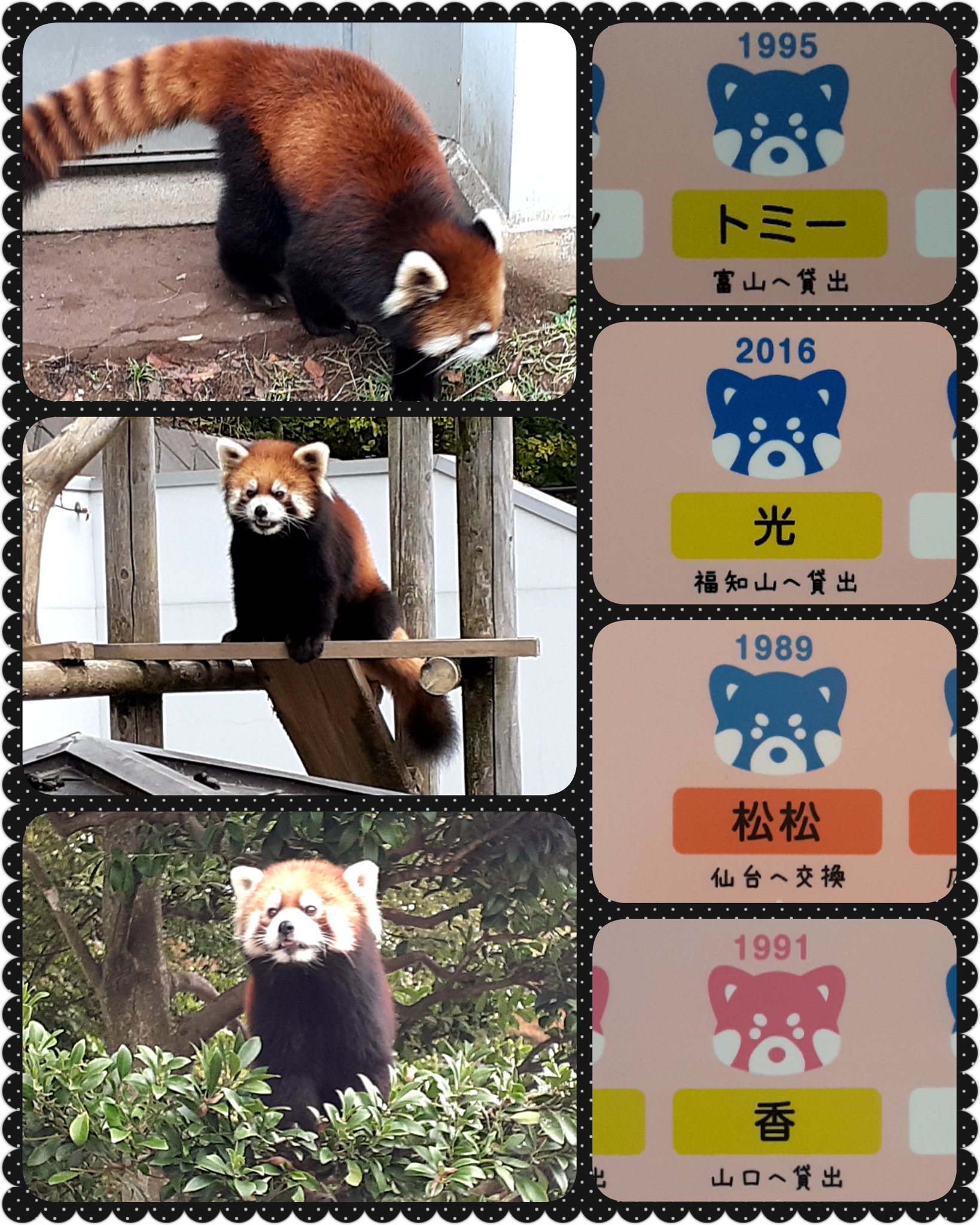 Kaori💚かおたん💚サーキットの娘 on X: 