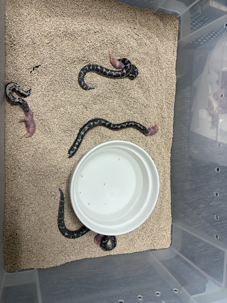 ca18sandboa's tweet photo. 順調☺️
ケニアサンドボア🐍 https://t.co/L3D0wJLpz6