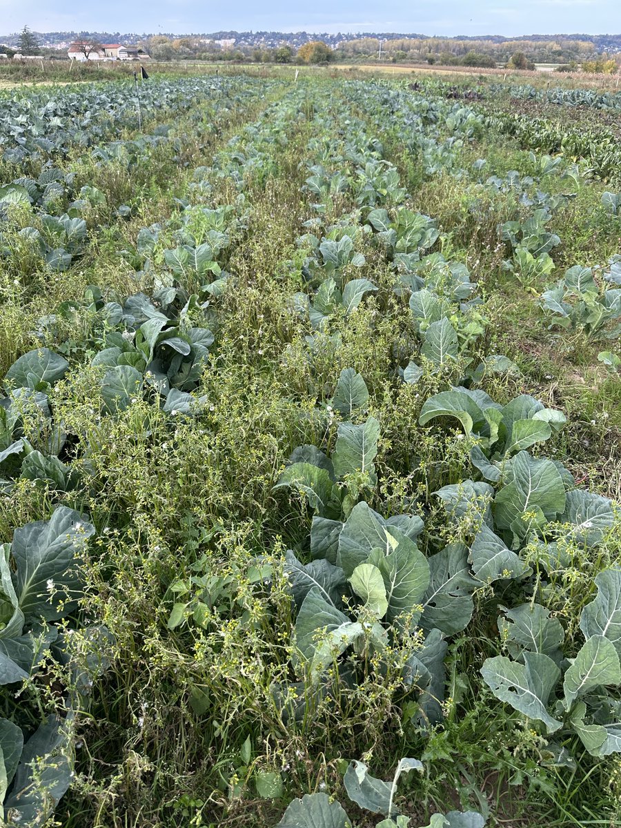 I visited an organic farm today.