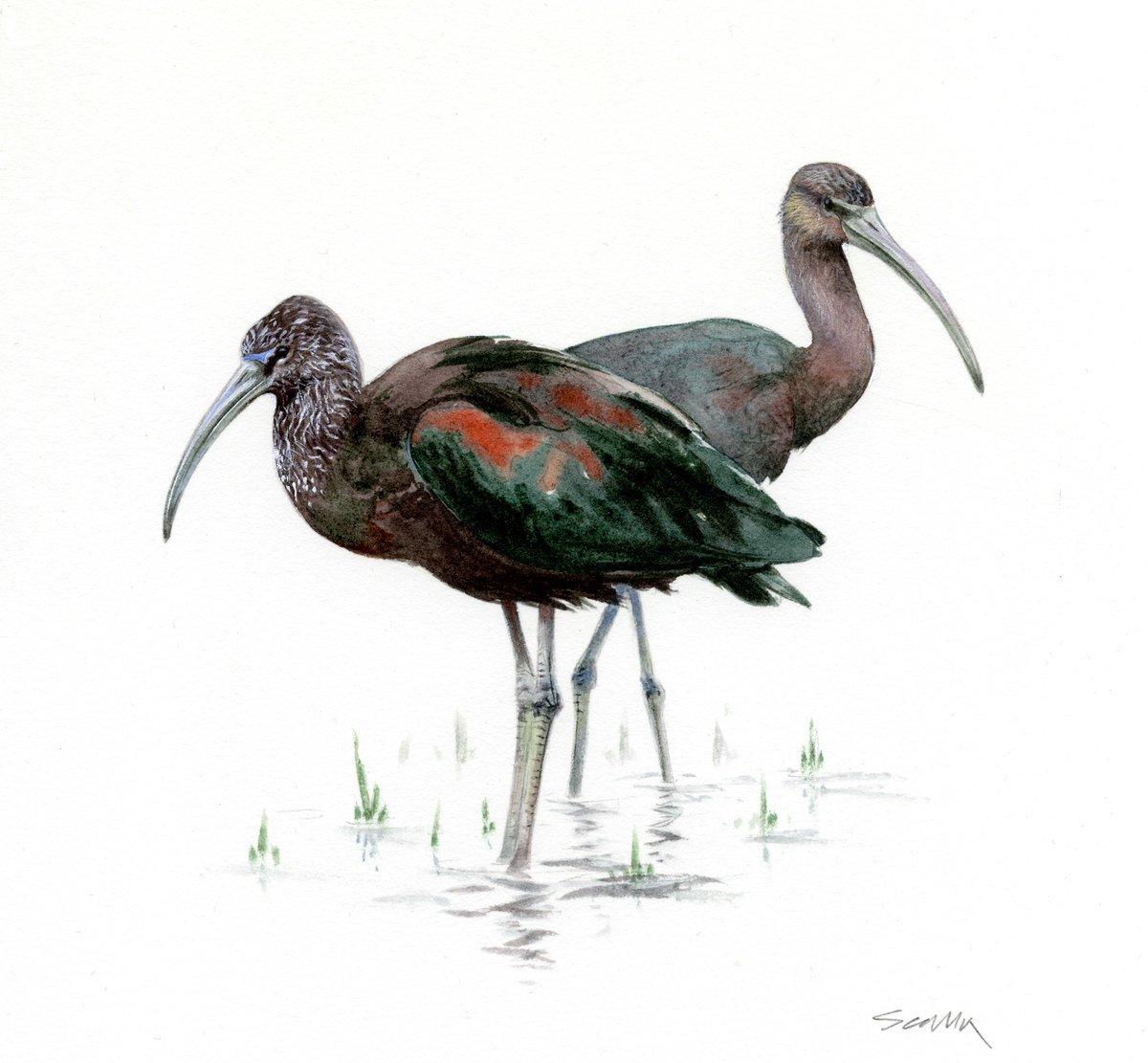 GLOSSY IBIS – Watercolour on Arches HP, lucky to catch up with a few of these birds consisting of over 600 birds recorded in the UK and a good number in Ireland, a very rare breeder in UK, most birds being juveniles with a small proportion of adults also amongst the frenzy.