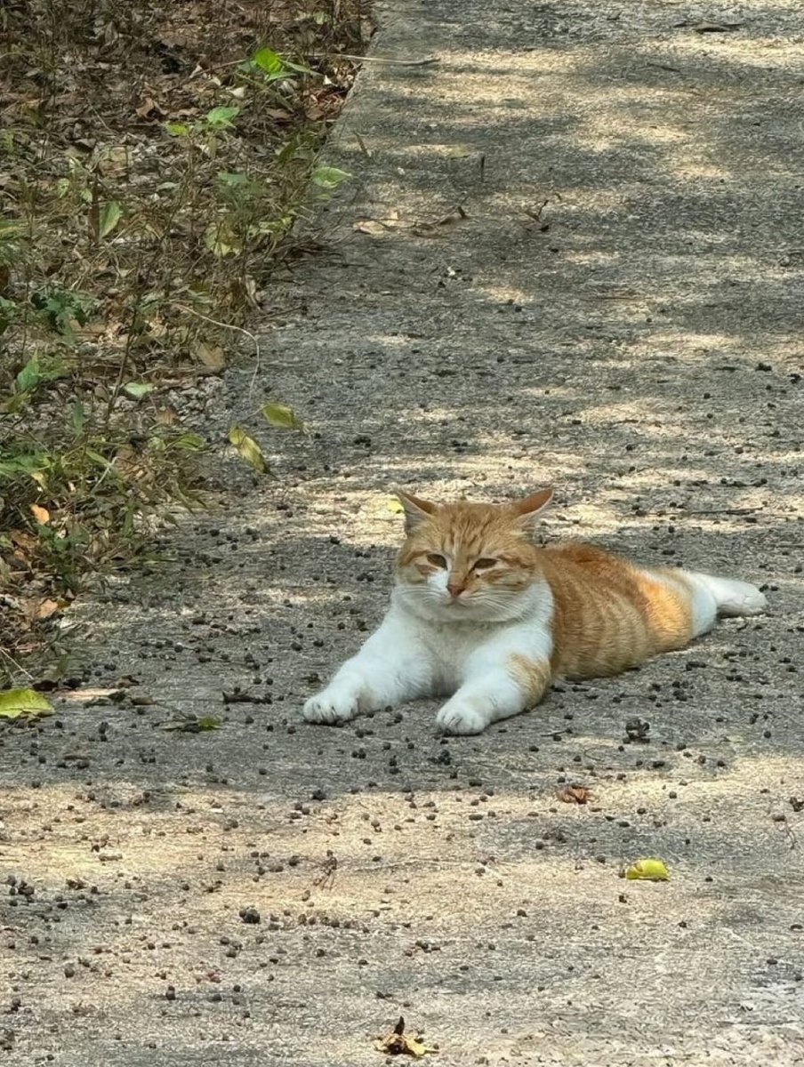 yellowdoodle1x's tweet image. mfers said pumpfun airdrop is today

today has already been today for a long time