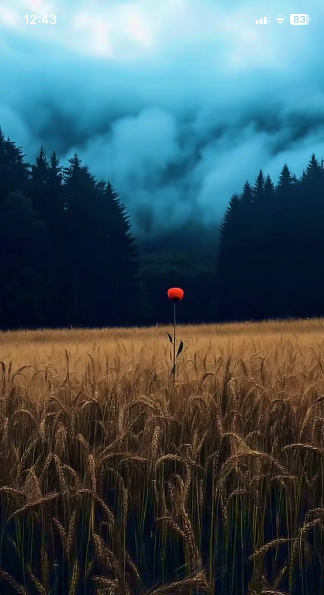 🦋 Nilgün 🦋 tweet media