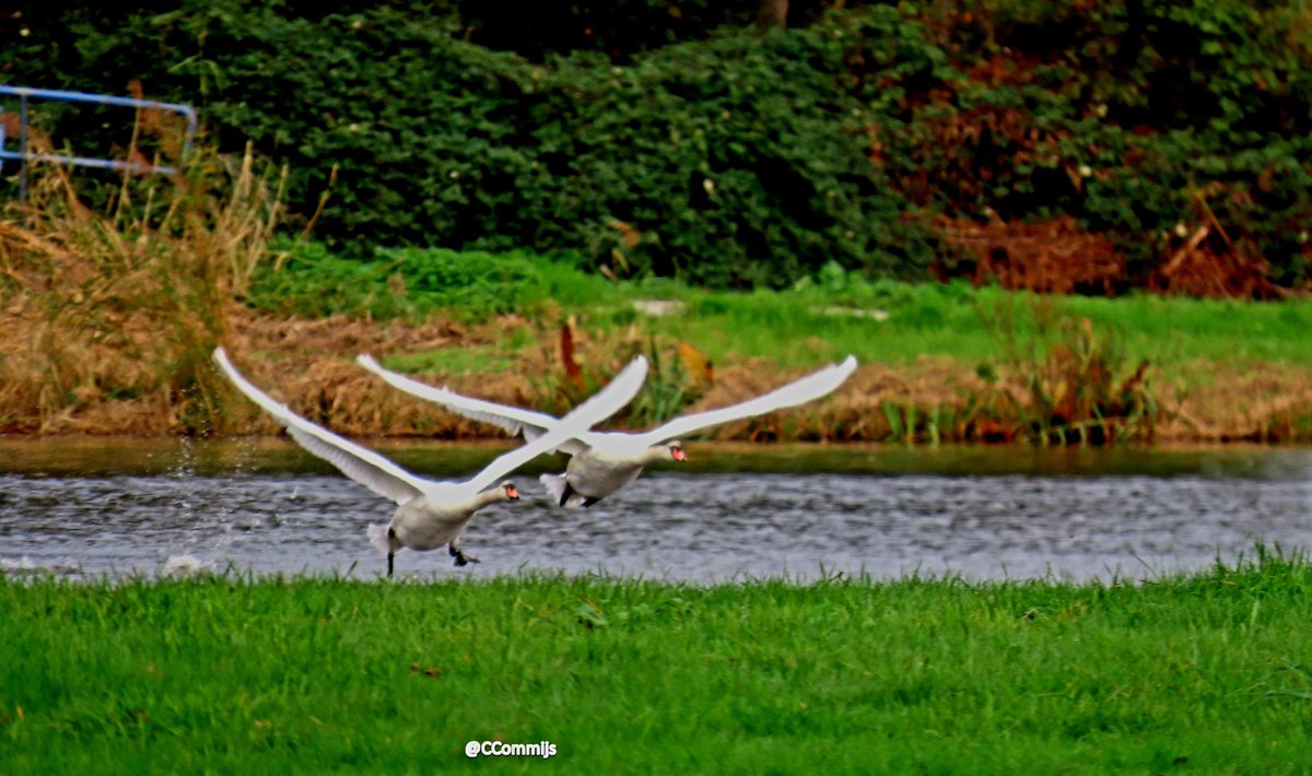 Goedemorgen. Zo vliegen we de nieuwe week in. Iedereen een fijne maandag 🙋‍♀️☕️ 🦢