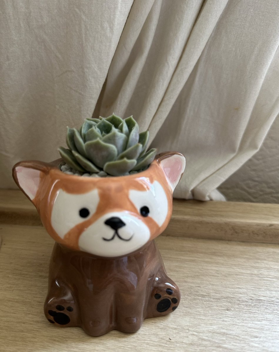 No puedo creer lo linda que quedó esta suculenta. 

Voy a hacer un emprendimiento de suculentas en macetas pinterest.