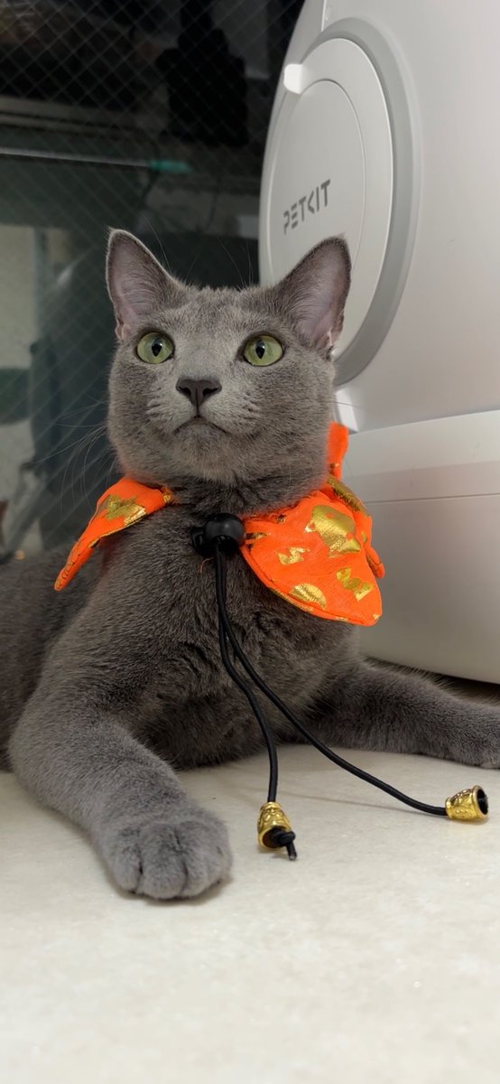 てんてん( ・ω・ ) (@tenten_0519) / Posts / X