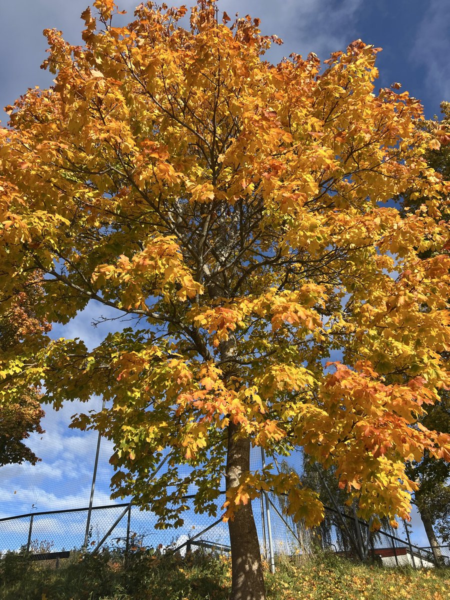 BashirMoustafa's tweet image. Autumn 🍂 continues to amaze with its breathtaking colors.
Today’s Sunday long run felt absolutely spectacular 🏃🏻‍♂️🏃🏻‍♂️🏃🏻‍♂️✨
#run #runner #running