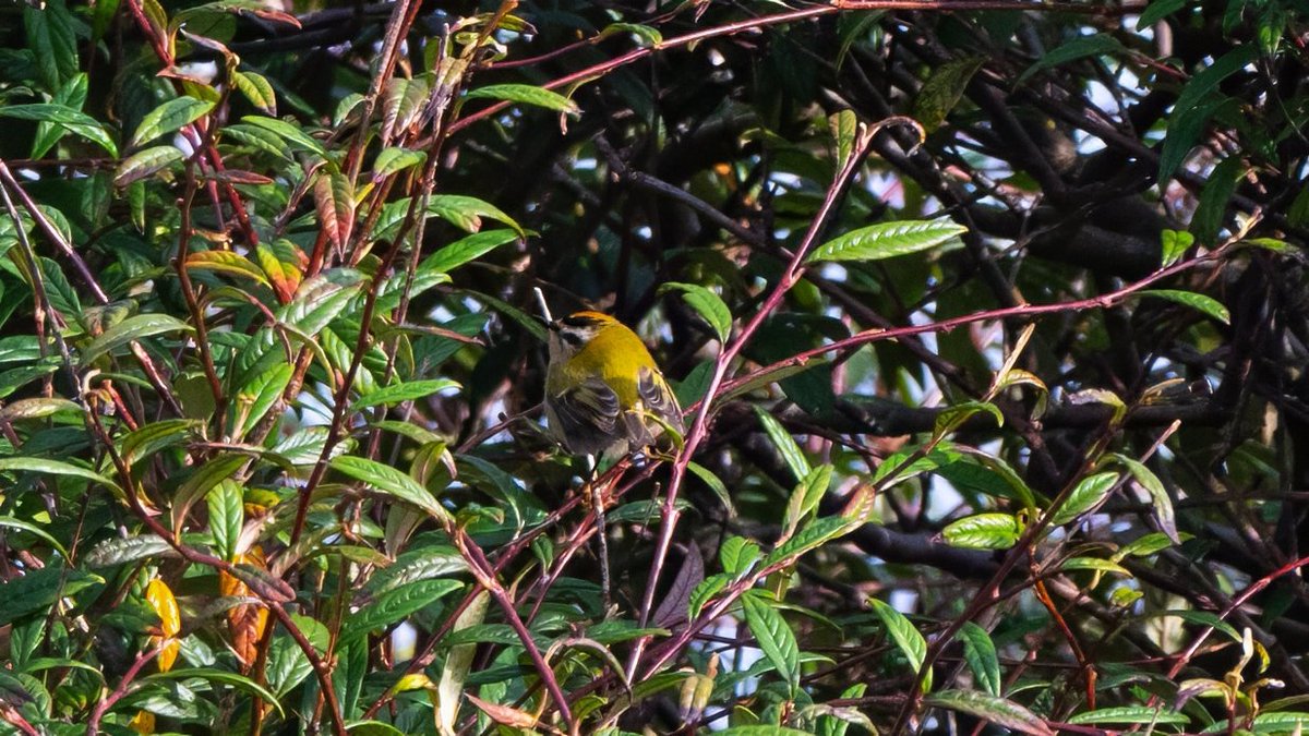 johnfulla's tweet image. Firecrest Hartlepool today .