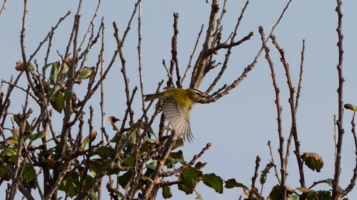 johnfulla's tweet image. Firecrest Hartlepool today .