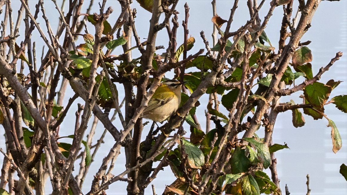 johnfulla's tweet image. Firecrest Hartlepool today .