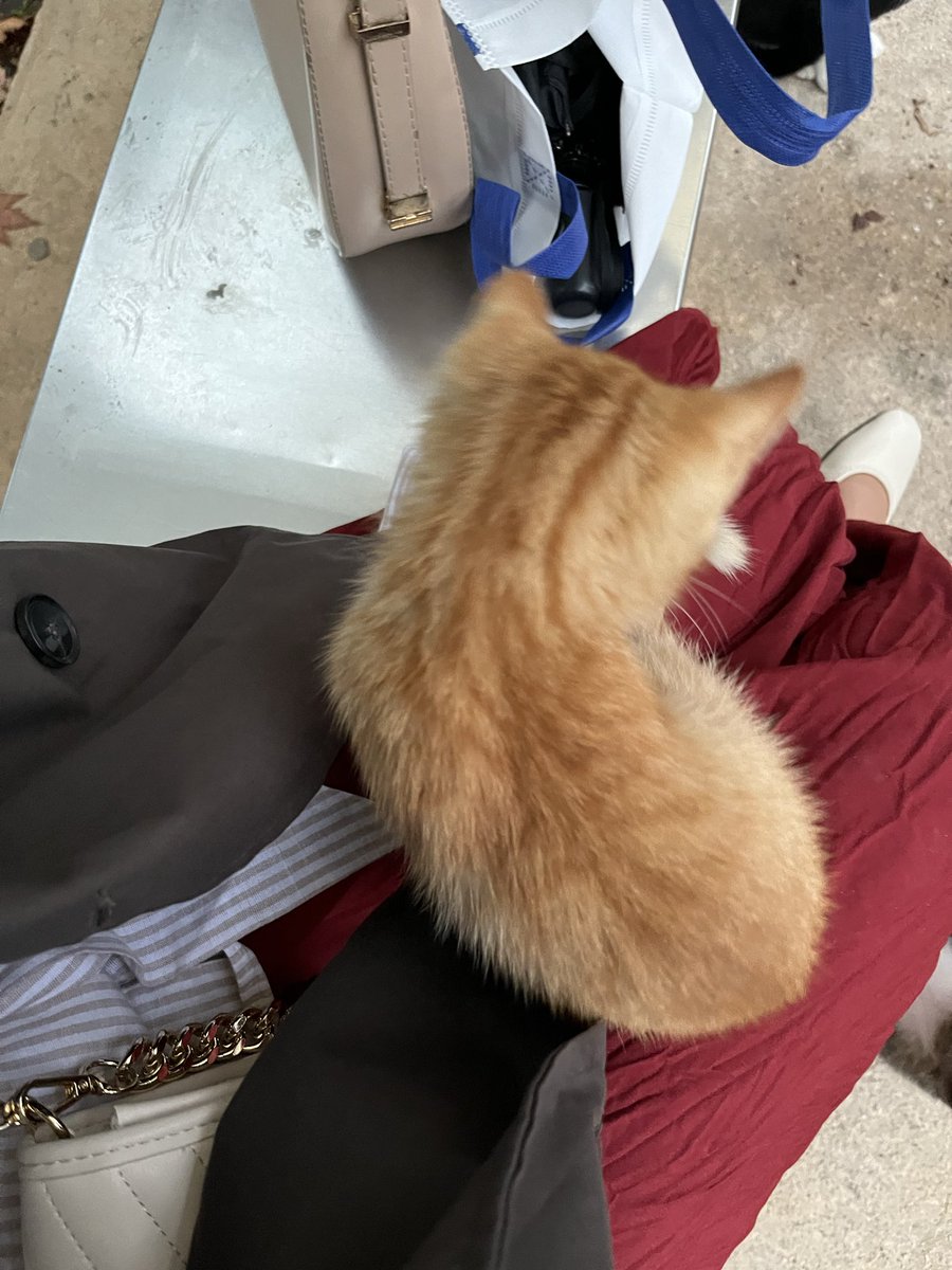 Korkumu minik bir kediyle yendım