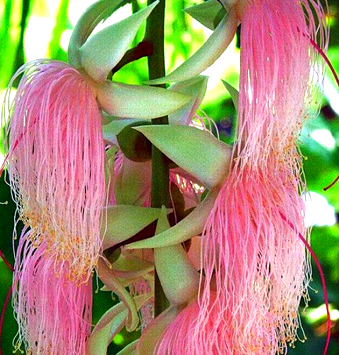 geologyBits's tweet photo. 🟥 🪴 Barringtonia racemosa
commonly known as the powder-puff tree or common putat, is an evergreen, multi-stemmed tree in the Lecythidaceae family. 

❤️ 🔁 #BarringtoniaRacemosa #PowderPuffTree                                                                                          

🎞️ @JodisTso
▶️ Native to coastal swamp forests, mangroves, and riverine habitats across tropical Asia.

From India to northern Australia and the Pacific Islands, typically growing 4-8 meters tall (occasionally up to 15 m) with a straight bole, rounded crown, and pneumatophores in waterlogged soils for aeration.

It bears opposite to subopposite, simple, leathery leaves (15-30 cm long) clustered at branch tips, ovate to elliptic with entire or wavy margins, glossy green above and paler beneath, turning reddish before falling.

The plant's namesake feature is its dramatic, pendulous racemose inflorescences, up to 1 m long, blooming nocturnally in the rainy season with 50-100 white, fragrant flowers per head.

Each bloom features four white petals, a greenish calyx, and a dense, fluffy mass of 20-30 mm long, cream-colored stamens that resemble a powder puff, attracting bats and moths for pollination.

The fruit is a hard, woody, ellipsoid drupe (4-6 cm long), brown and guava-like with 1-3 seeds embedded in a spongy pericarp that aids buoyant dispersal, ripening year-round but peaking in the wet season.

The tree prefers full sun, fertile, moist to flooded neutral-acidic soils (pH 5.5-7.5), and is valued for its medicinal bark (anti-inflammatory), edible young leaves, and ornamental appeal in wetland gardens.