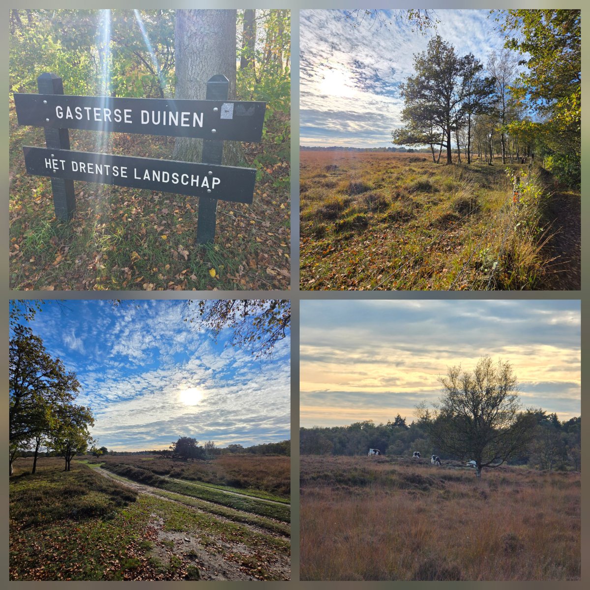 Sylvia Westerhuis tweet media