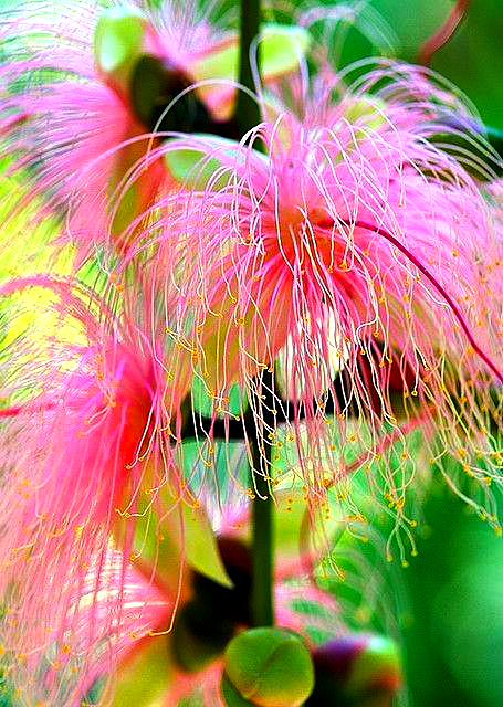 geologyBits's tweet photo. 🟥 🪴 Barringtonia racemosa
commonly known as the powder-puff tree or common putat, is an evergreen, multi-stemmed tree in the Lecythidaceae family. 

❤️ 🔁 #BarringtoniaRacemosa #PowderPuffTree                                                                                          

🎞️ @JodisTso
▶️ Native to coastal swamp forests, mangroves, and riverine habitats across tropical Asia.

From India to northern Australia and the Pacific Islands, typically growing 4-8 meters tall (occasionally up to 15 m) with a straight bole, rounded crown, and pneumatophores in waterlogged soils for aeration.

It bears opposite to subopposite, simple, leathery leaves (15-30 cm long) clustered at branch tips, ovate to elliptic with entire or wavy margins, glossy green above and paler beneath, turning reddish before falling.

The plant's namesake feature is its dramatic, pendulous racemose inflorescences, up to 1 m long, blooming nocturnally in the rainy season with 50-100 white, fragrant flowers per head.

Each bloom features four white petals, a greenish calyx, and a dense, fluffy mass of 20-30 mm long, cream-colored stamens that resemble a powder puff, attracting bats and moths for pollination.

The fruit is a hard, woody, ellipsoid drupe (4-6 cm long), brown and guava-like with 1-3 seeds embedded in a spongy pericarp that aids buoyant dispersal, ripening year-round but peaking in the wet season.

The tree prefers full sun, fertile, moist to flooded neutral-acidic soils (pH 5.5-7.5), and is valued for its medicinal bark (anti-inflammatory), edible young leaves, and ornamental appeal in wetland gardens.