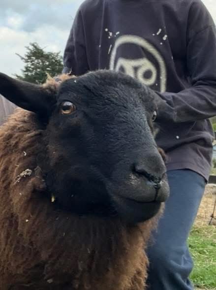 Rosie Doc (@rosiedoc666) on Twitter photo #StolenDogHour
TEDDY
#SHEEP MISSING from
Dream Care Farm in #Thurston, #SUFFOLK
Please RT
FAMILY PET AND THERAPY SHEEP
<a href="/FarmingUK/">FarmingUK</a> <a href="/SuffolkFarmer/">Suffolk Farmer 🚜</a> <a href="/FarmersWeekly/">Farmers Weekly</a> <a href="/NoFarmsNoFoods/">No Farmers, No Food</a> <a href="/PcsharonPage/">My Animal Page</a> <a href="/pettheftaware/">Pet Theft Awareness</a> <a href="/juliagarland73/">Helping the lost home #TeamWales 🇬🇧</a> <a href="/The_Animal_Team/">The Animal Team</a> <a href="/DogLostUK/">DogLost</a> @HarveysArmy #StolenDogHour
TEDDY
#SHEEP MISSING from
Dream Care Farm in #Thurston, #SUFFOLK
Please RT
FAMILY PET AND THERAPY SHEEP
<a href="/FarmingUK/">FarmingUK</a> <a href="/SuffolkFarmer/">Suffolk Farmer 🚜</a> <a href="/FarmersWeekly/">Farmers Weekly</a> <a href="/NoFarmsNoFoods/">No Farmers, No Food</a> <a href="/PcsharonPage/">My Animal Page</a> <a href="/pettheftaware/">Pet Theft Awareness</a> <a href="/juliagarland73/">Helping the lost home #TeamWales 🇬🇧</a> <a href="/The_Animal_Team/">The Animal Team</a> <a href="/DogLostUK/">DogLost</a> @HarveysArmy