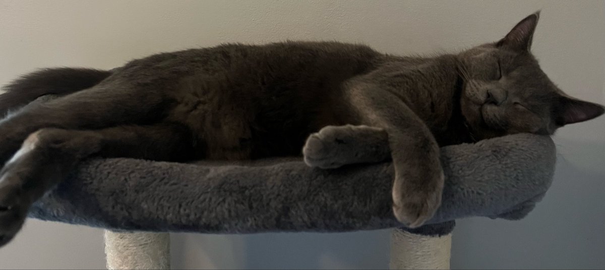 bigcatwhodey513's tweet image. Ned got the memo.. stress free Sunday 🐅