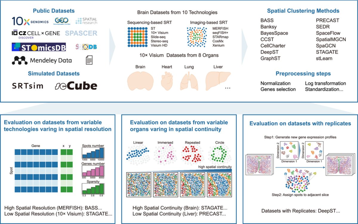 iMetaScience's tweet image. 🧬 14 spatial clustering methods benchmarked across ~600 #SpatialTranscriptomics datasets
💻 Covering 10 technologies & 8 organs
📊 Reveals how data traits & spatial patterns shape accuracy
⚙️ Recommends optimal preprocessing & method selection
🔗 doi.org/10.1002/imt2.7……