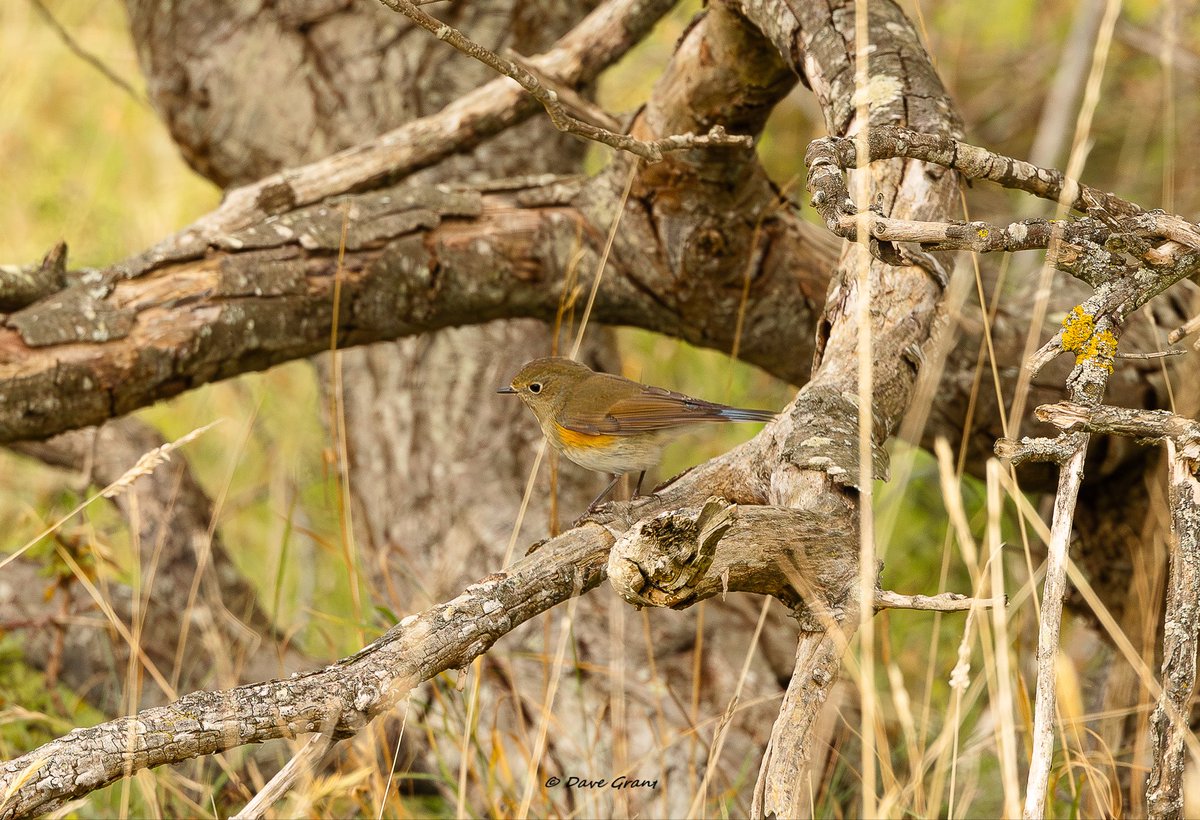 Dave Grant tweet media