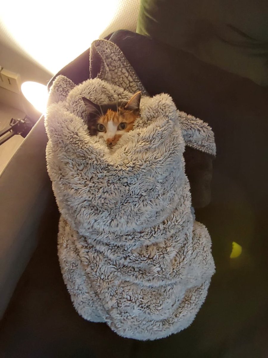 teamchattes's tweet image. Moi qui part en garde en disant à mon mec « n’embête pas le chat »
La photo que je reçois qqs heures plus tard :