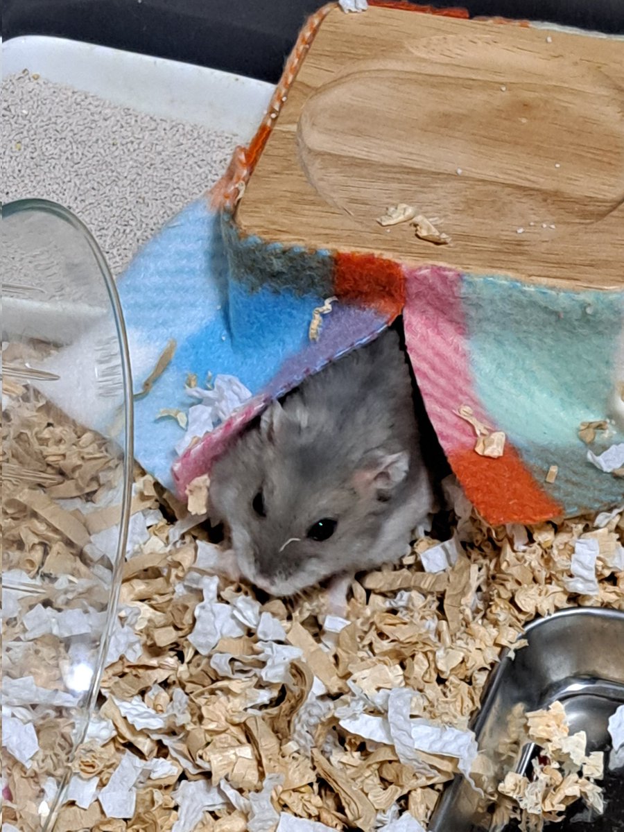 コタツでくつろぐ小梅ちゃん🐹