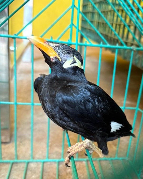 wti_org_india's tweet photo. A hill myna chick that had been under care at our MVS centre at Pithabata, Similipal, for about three months, was released last week, #BackToTheWild. The bird was one of the two chicks confiscated by the Odisha Forest Department officials from a local.
#InServiceOfNature https://t.co/mQYMavZtKO