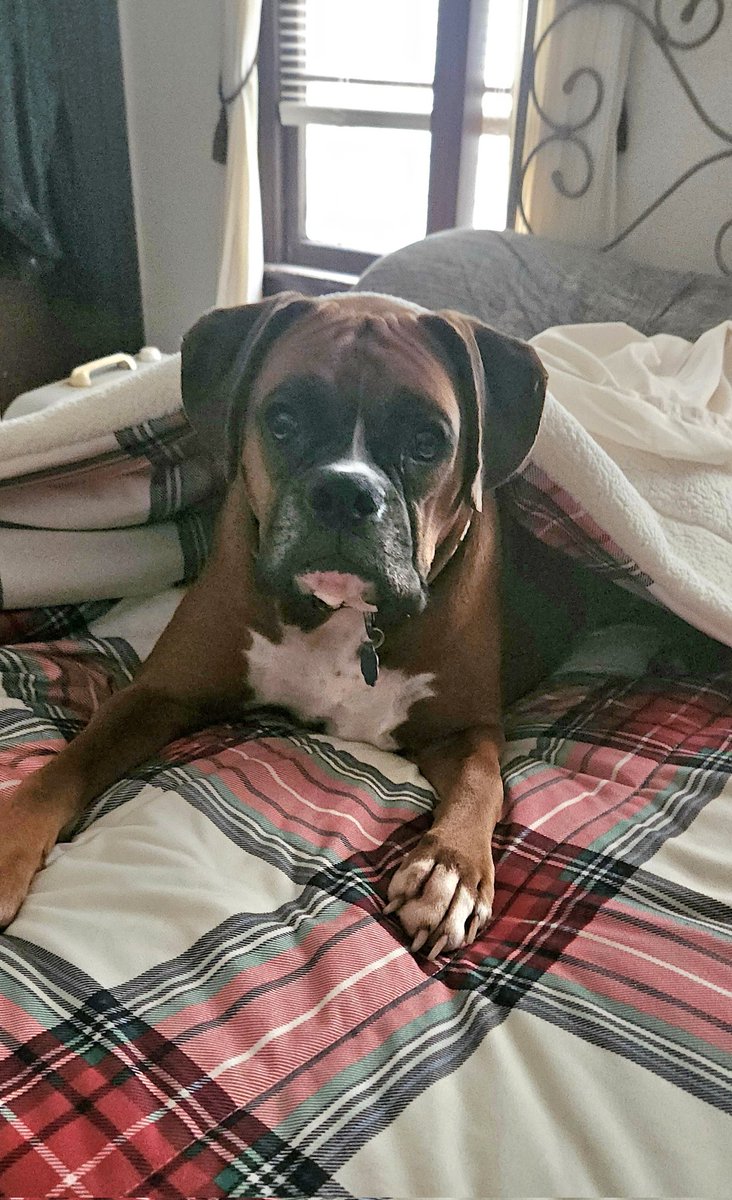 samjacklover's tweet image. Mom!  Don't make me get up from under the covers!  I'm cute and cozy. 💗🐾💗