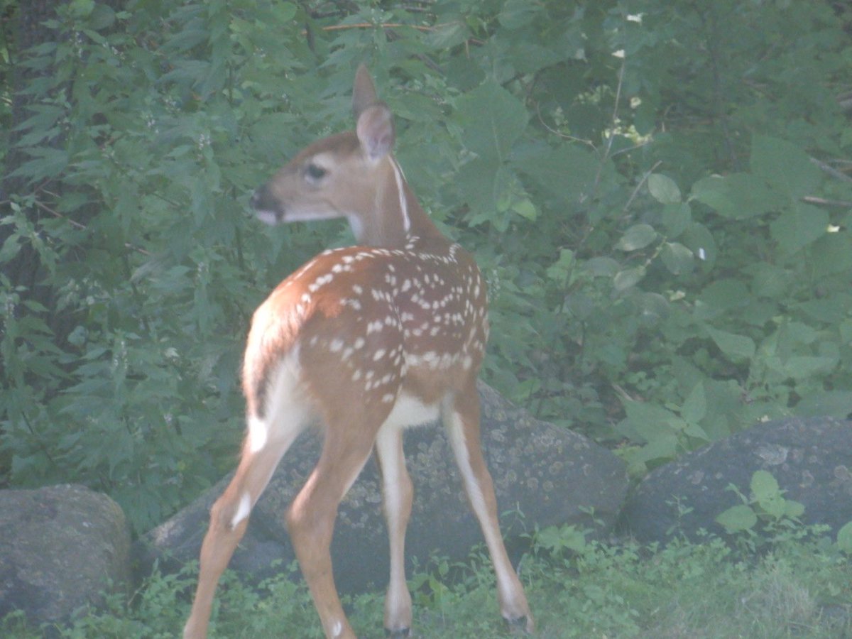 Eric (@scroninn) on Twitter photo 