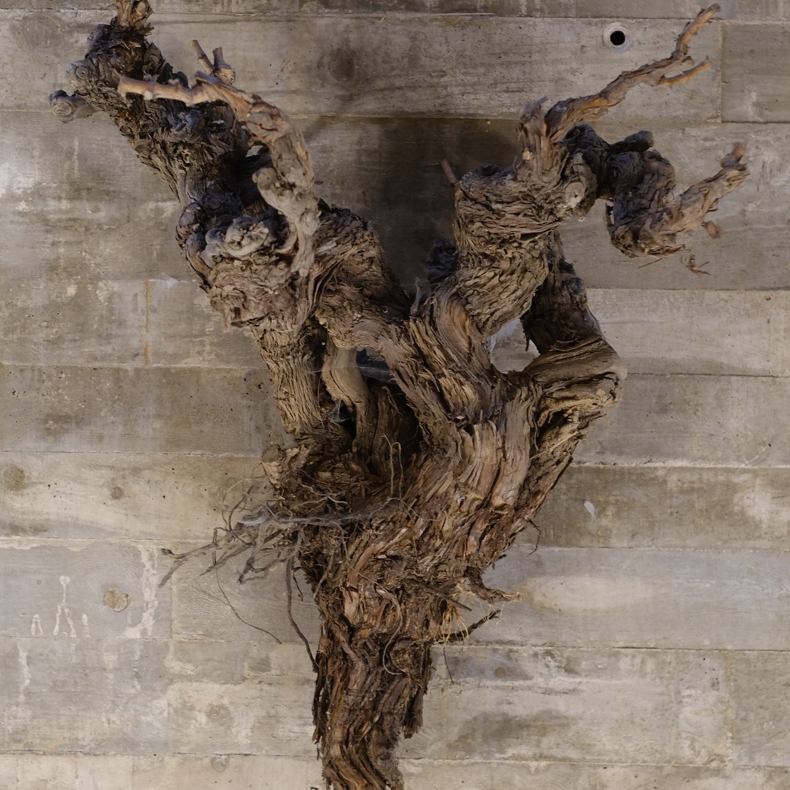 La vid se retuerce, se adapta, sobrevive.
Y aun así, cada año vuelve a dar fruto.
En su forma, la historia de la vida: fuerza, belleza y transformación.

💭 Si tuvieras que ponerle una palabra a este ciclo… ¿cuál sería?
#RiberaDelDuero