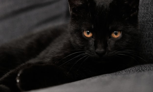 kwektsuilin's tweet photo. Hey, #writers! It’s the tail end of the weekend and #shamelessselfpromoSunday!
End it with a #writerslift. Share your #creative links below! #writers #writing #writerslift #writingcommunity #SG #OLevelEnglish TuitionSG
The cat waits for payment.
https://t.co/GQsNwD5xIS https://t.co/I5Zvwm8NIt