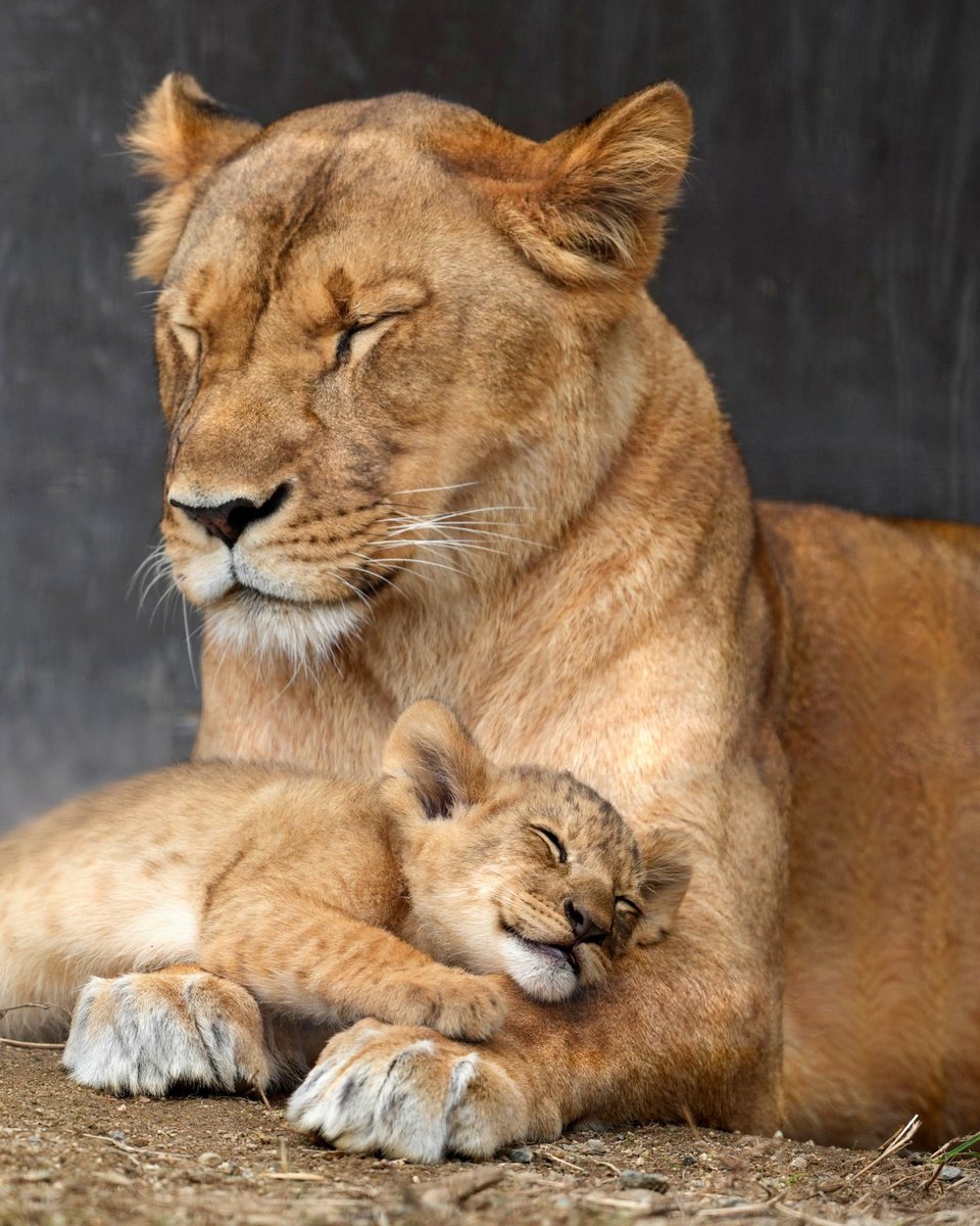 ライオン🦁 - Search / X