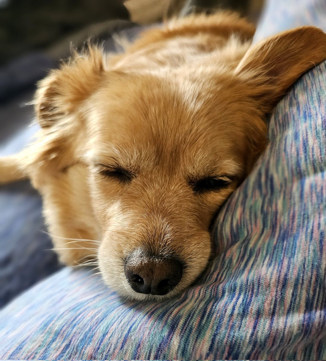 shiho_v's tweet photo. おはよ～✨ございます❗
Good morning 🌞 

#doglover #cutedog #Chibi 
#pet #いぬ　 #イッヌ　 
#犬　 #わんこ　　 #ペット　#柴犬
#ポメラニアン　#コーギー　 
#ゴールデンレトリバー　 #チワワ https://t.co/LtzhV8J6y4