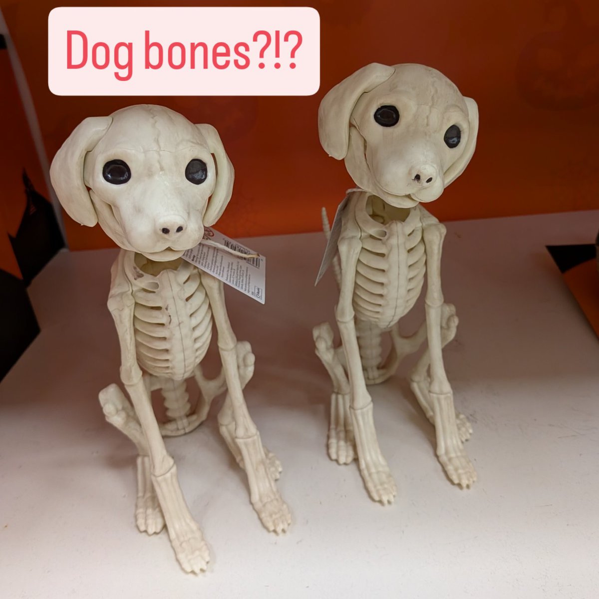 DogCastRadio's tweet photo. These dog skeleton decorations are so cute!
What breed do you think they are?
#halloween #skeleton #dogskeleton #halloweendecoration #dog #dogs #halloween2025 #cute #doghalloween #skeletondog #dogsofX #dogsoftwitter https://t.co/HisVFO67k5