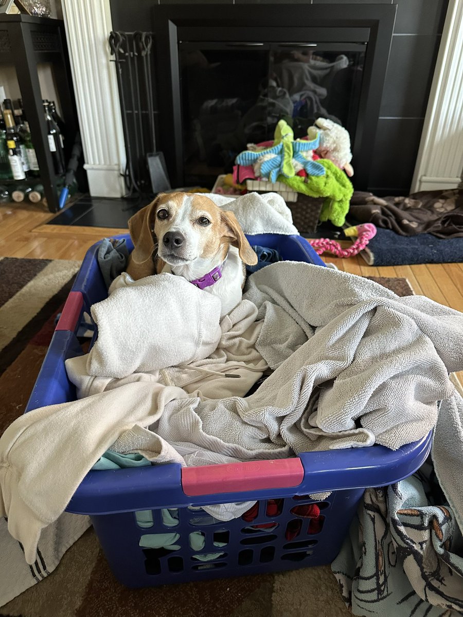 staceystring's tweet image. Ok, maybe I won’t fold the clean laundry 🙄🙄